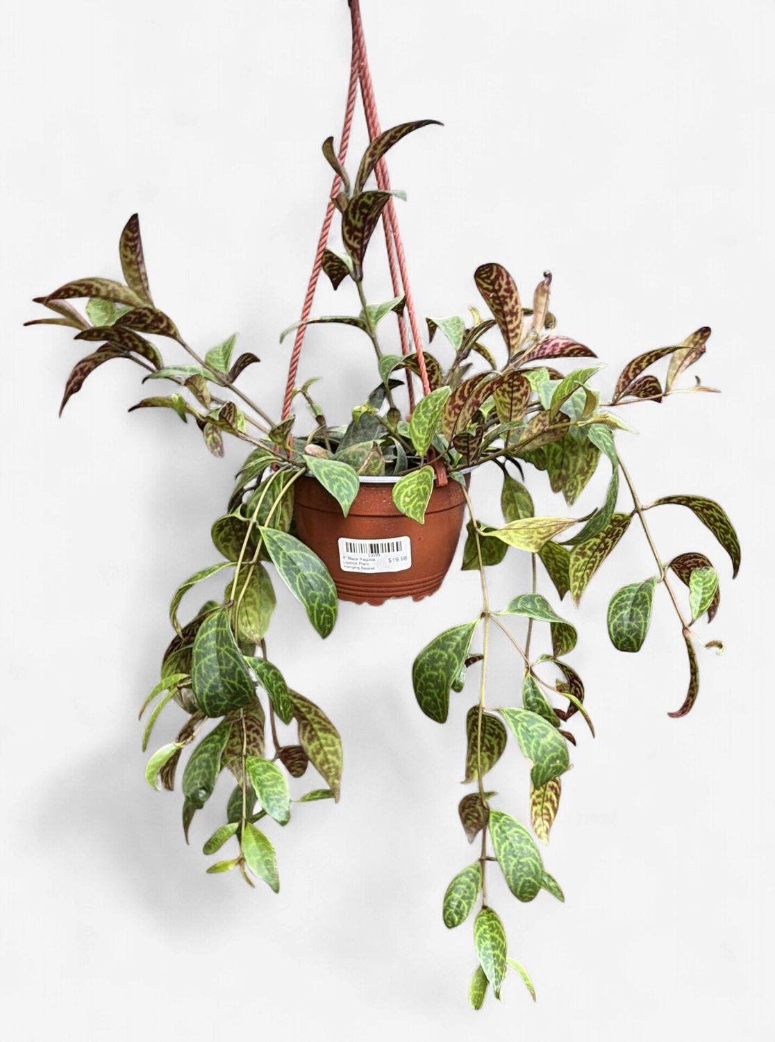 6" Black Pagoda Lipstick Plant Hanging Basket