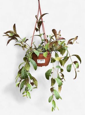 6" Black Pagoda Lipstick Plant Hanging Basket