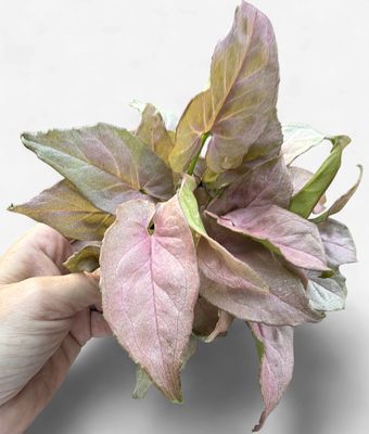 4" Syngonium Pink Perfection