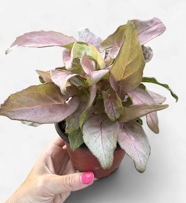 4" Syngonium Pink Perfection