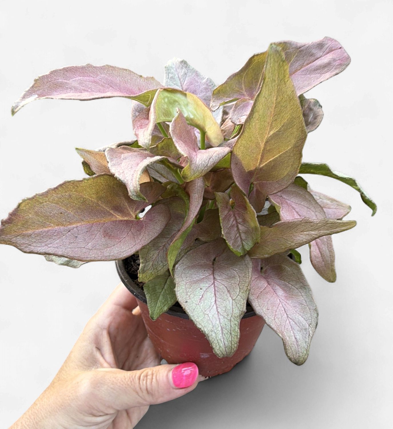 4" Syngonium Pink Perfection