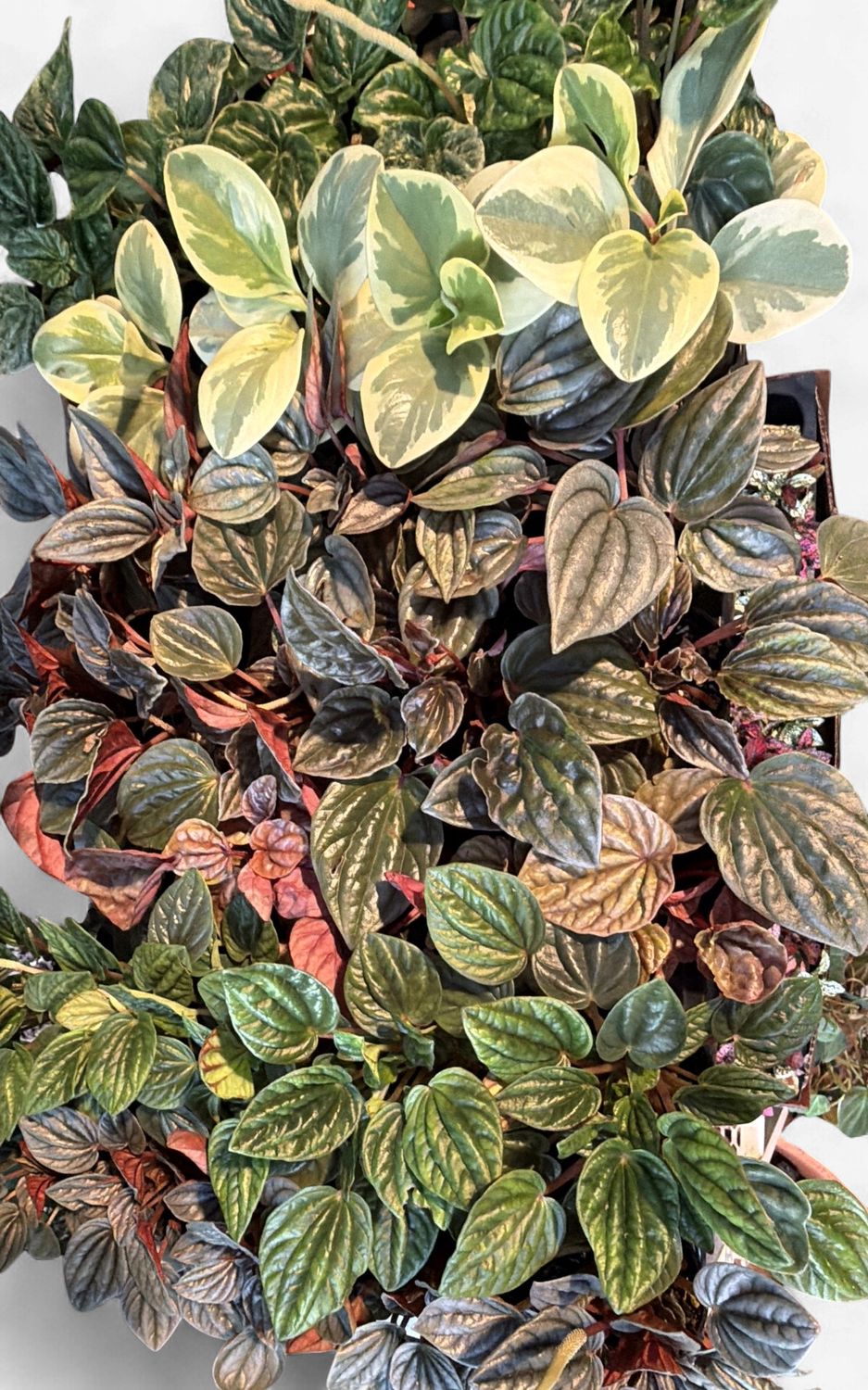 2.5" Assorted Peperomia
