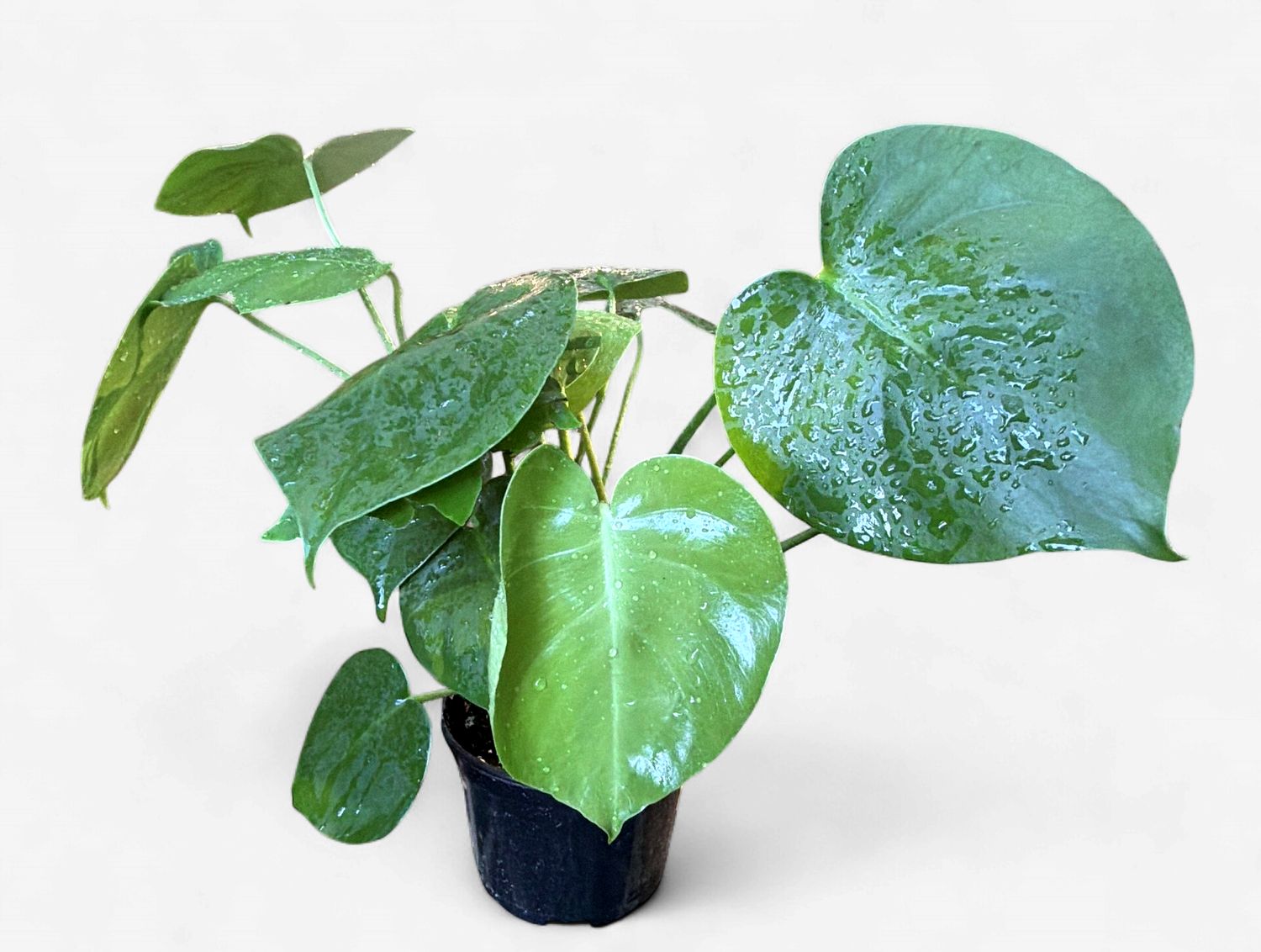 6" Monstera deliciosa