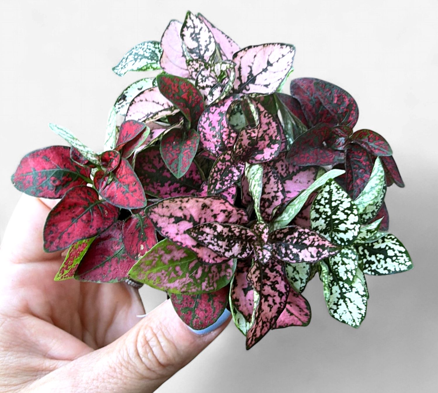 2" Hypoestes Tricolor (Polka Dot Plant)