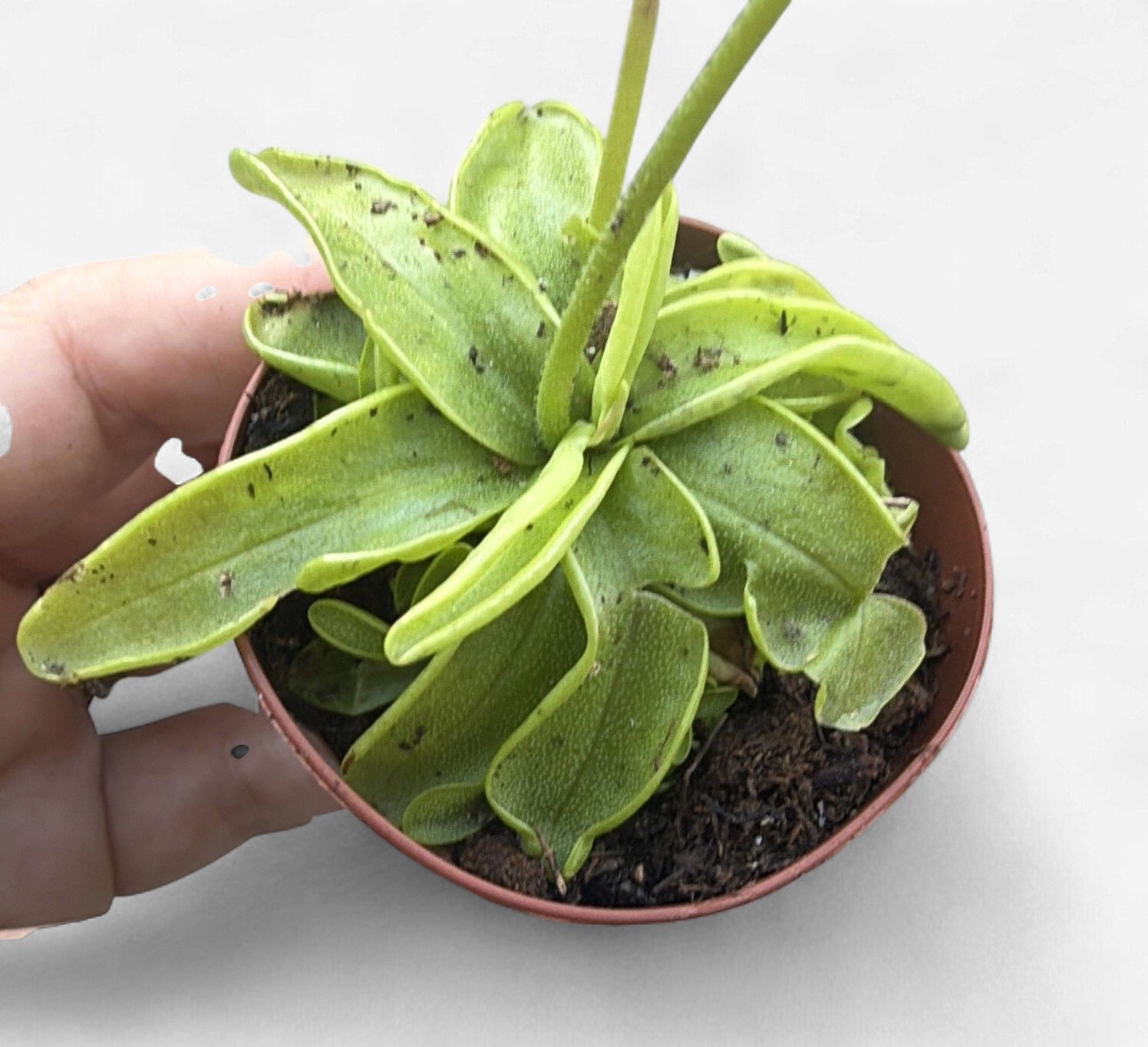2" Pinguicula (Butterwort)