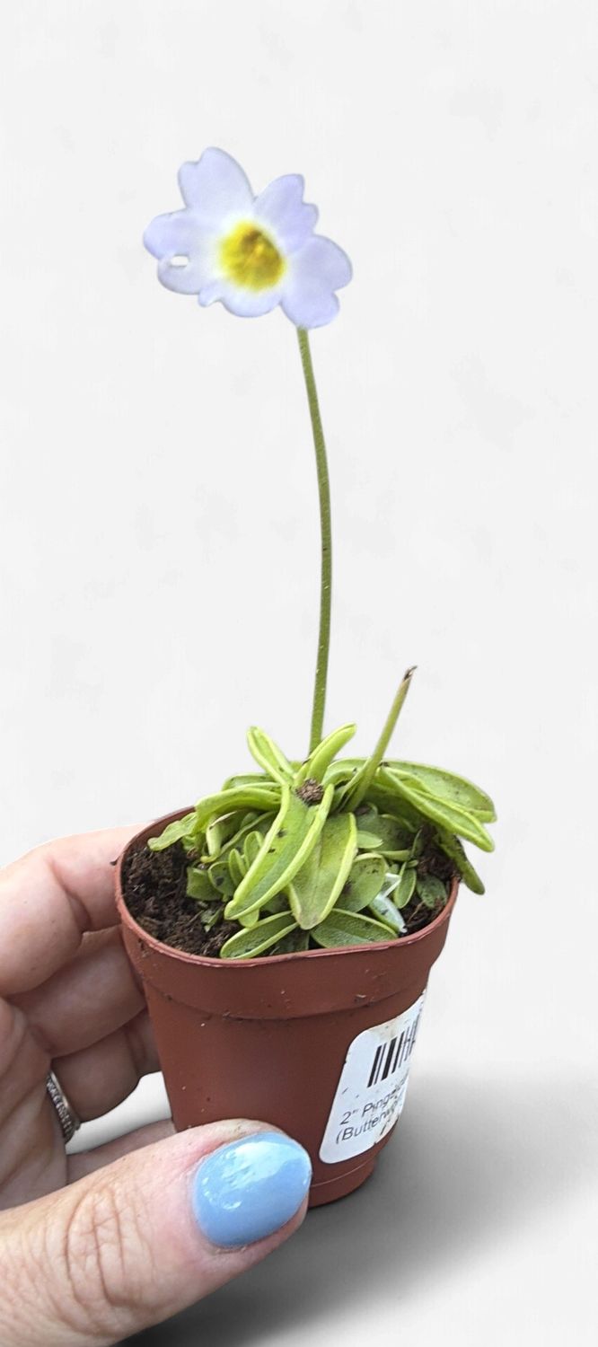 2" Pinguicula (Butterwort)
