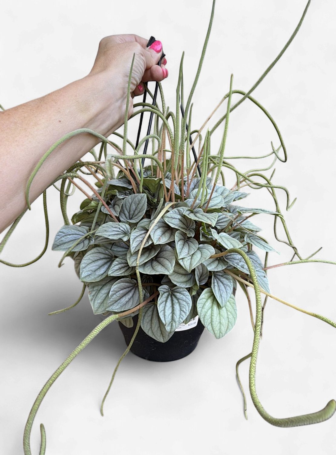 8" Peperomia Frost Hanging Basket