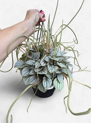 8" Peperomia Frost Hanging Basket