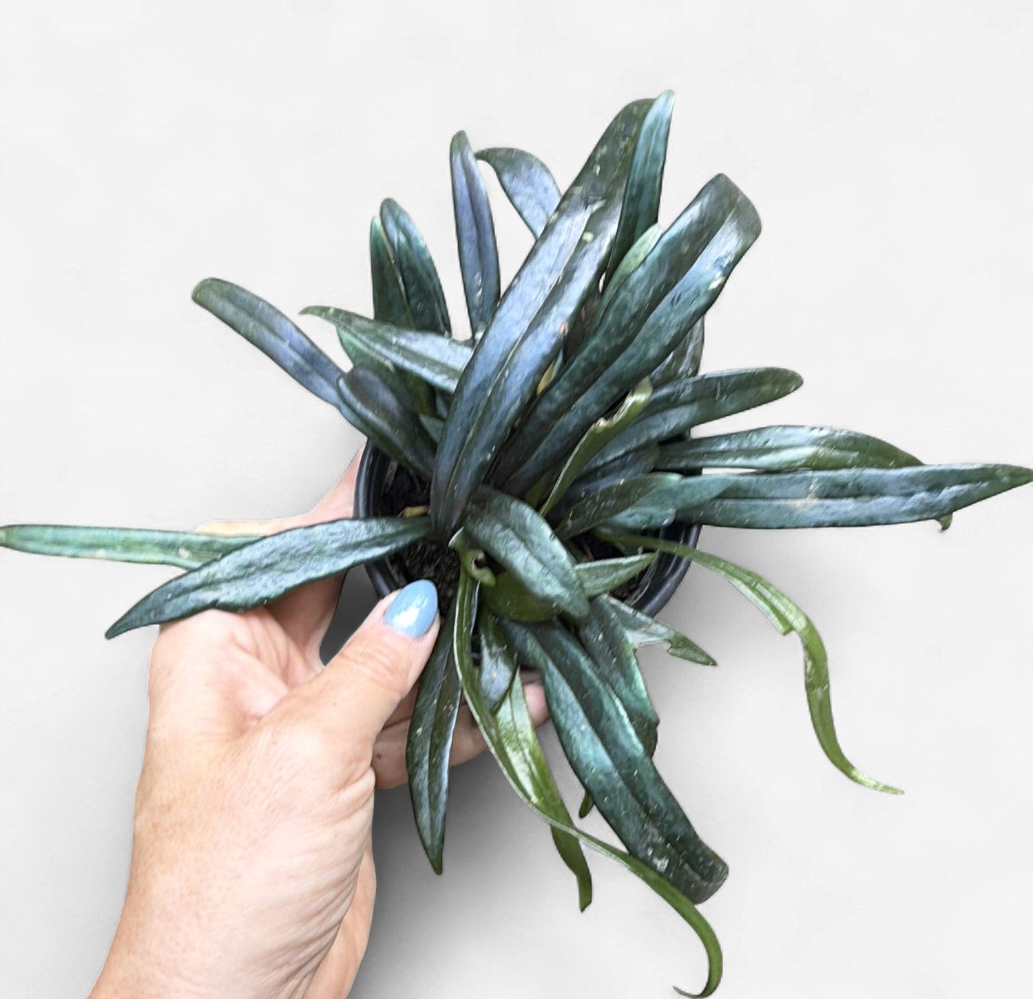 4" Blue Oil Fern