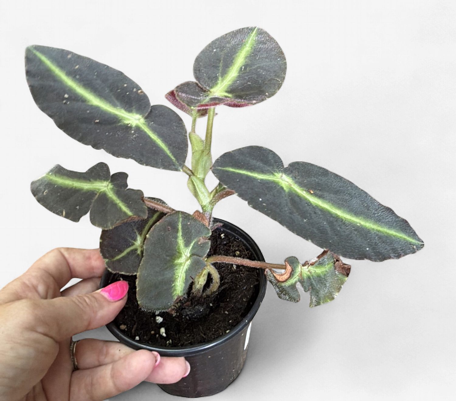 4" Begonia Listada