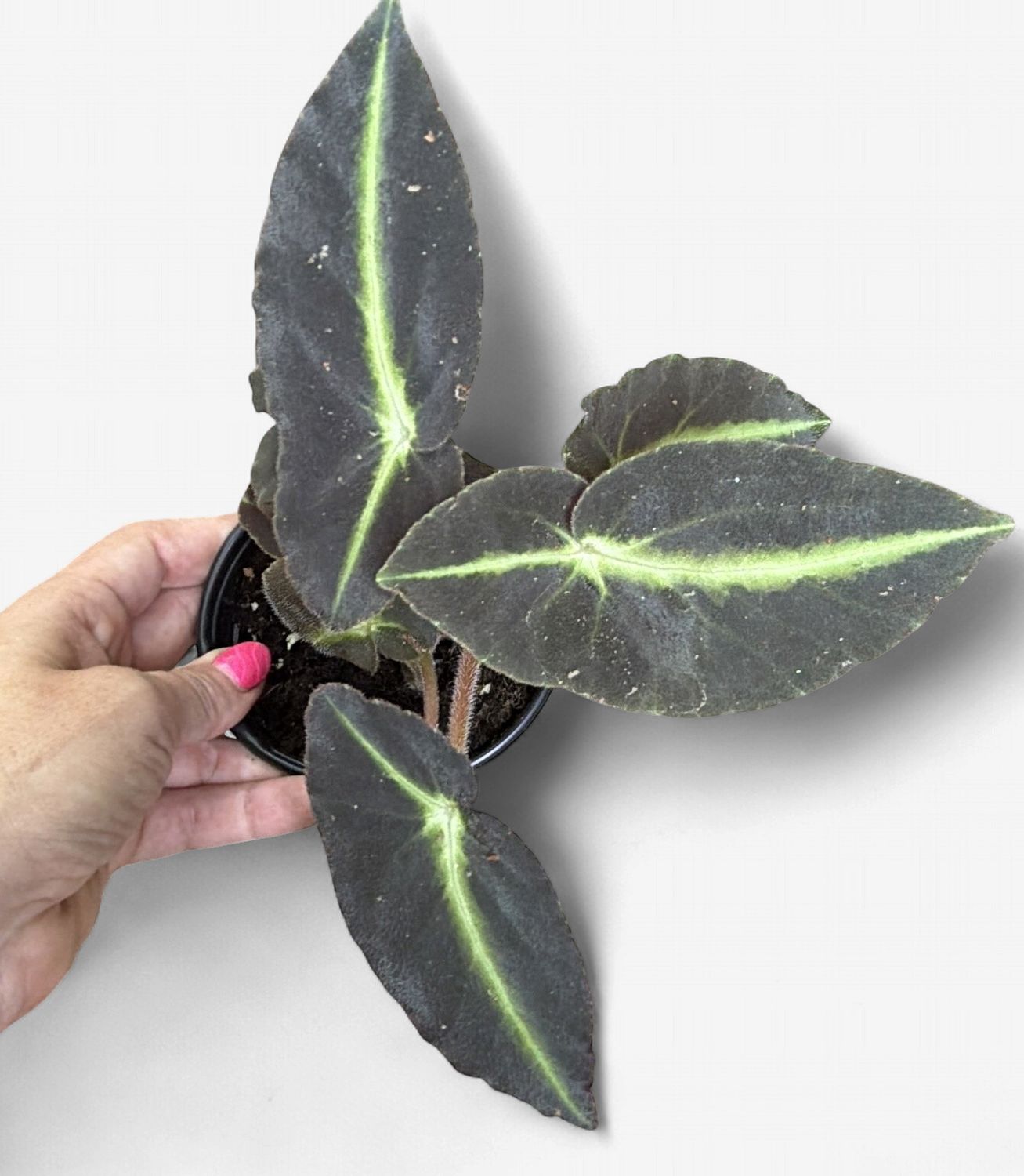4" Begonia Listada