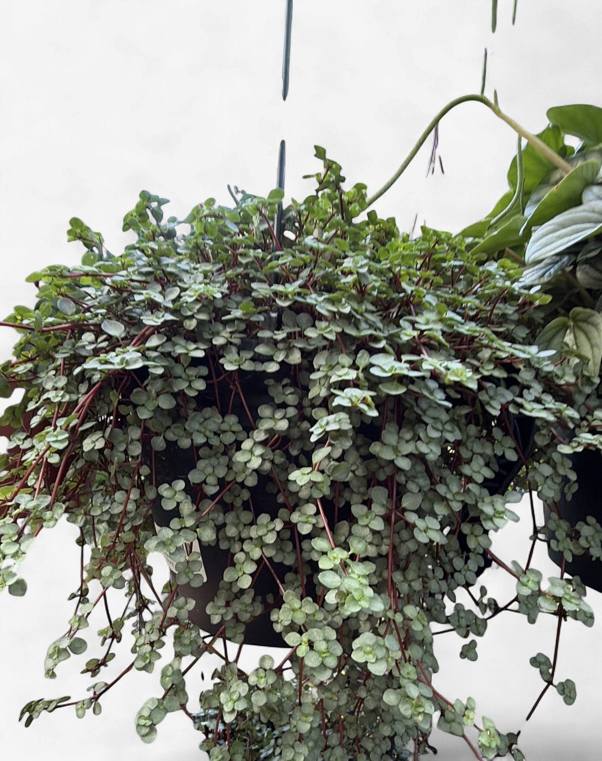 8" Pilea Silver Baby Tears Hanging Basket