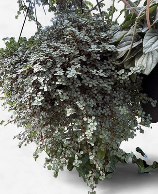 8" Pilea Silver Baby Tears Hanging Basket