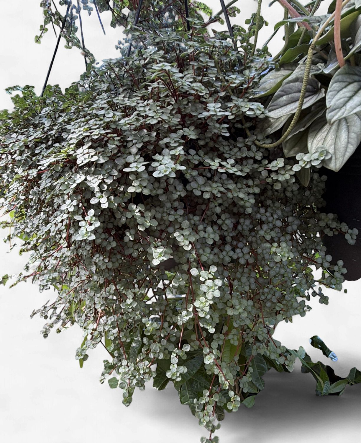 8" Pilea Silver Baby Tears Hanging Basket