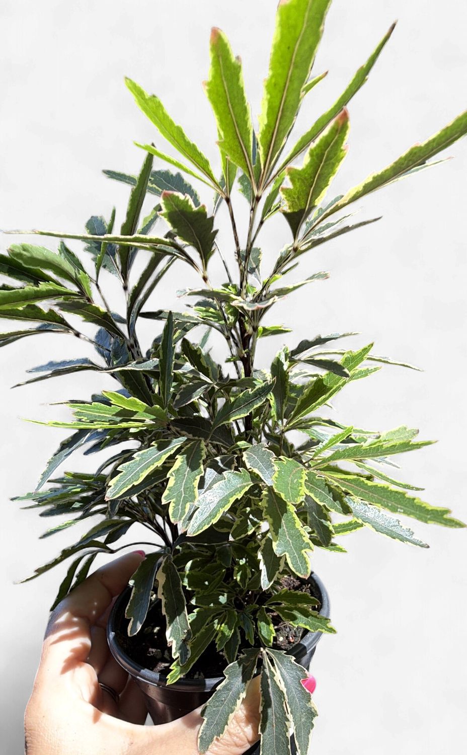 4" False Aralia