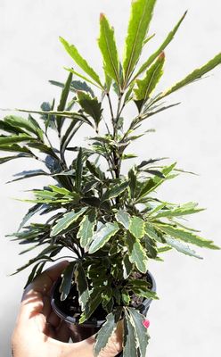4" False Aralia