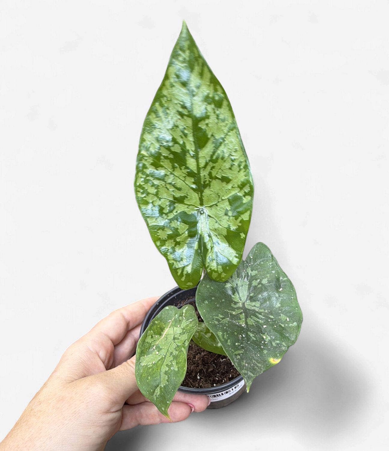 4" Alocasia Shattered Glass