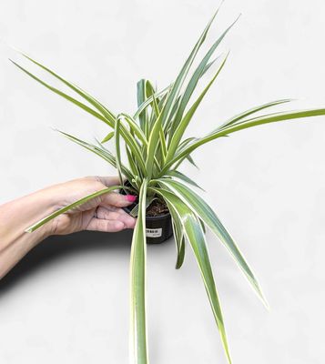 4" Spider Plant Reverse Variegation (Chlorophytum comosum)