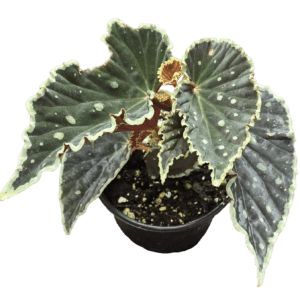 4" Begonia Darth Vader 'Green Spots'