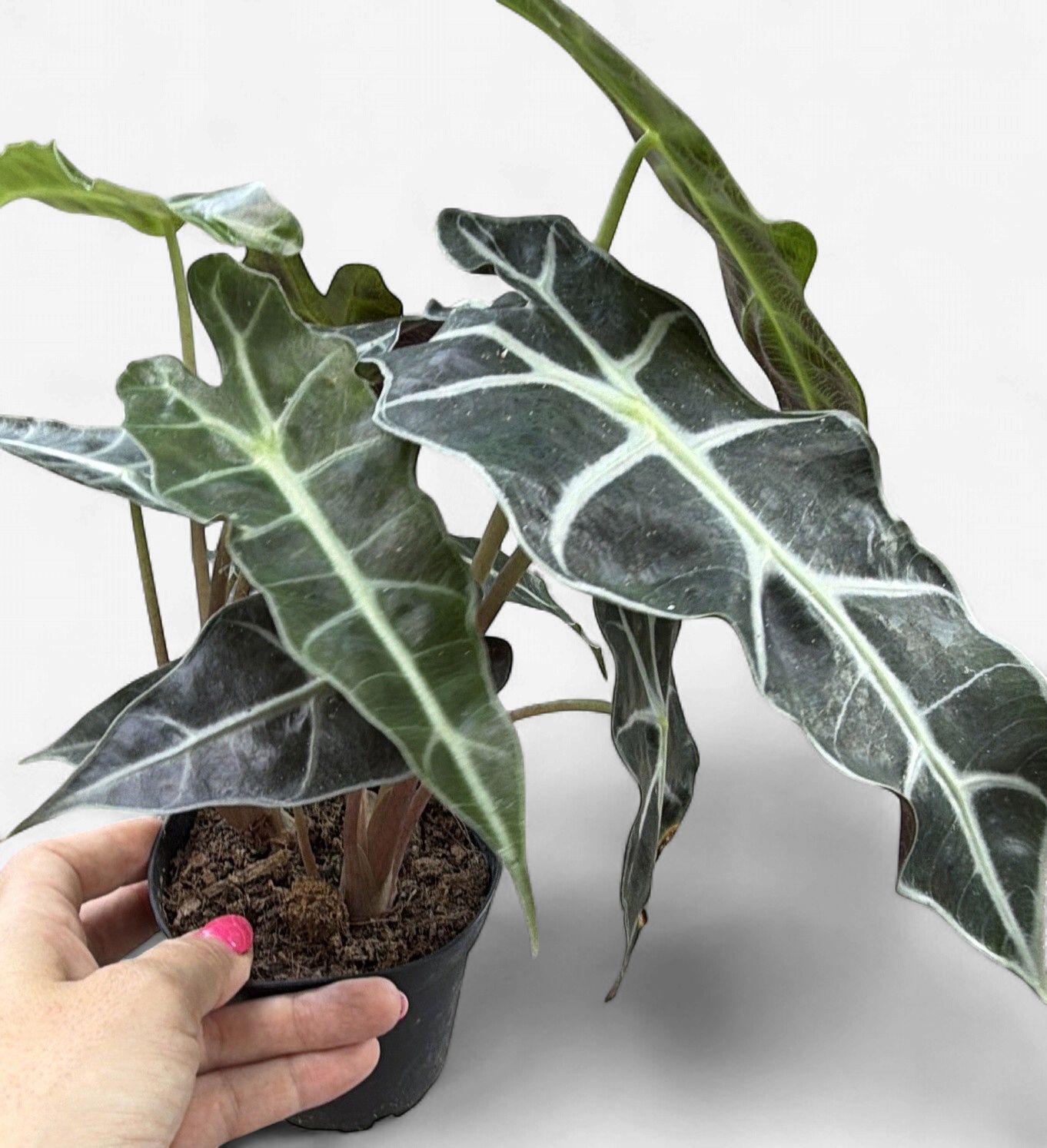4" Alocasia Polly