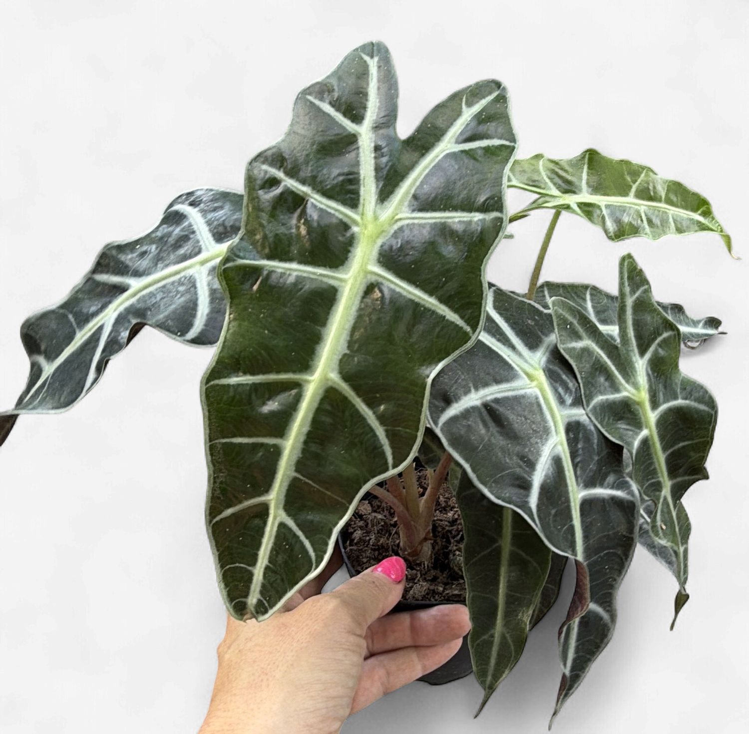 4" Alocasia Polly