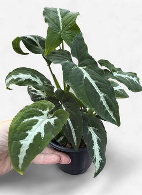 4" Syngonium Wendlandii