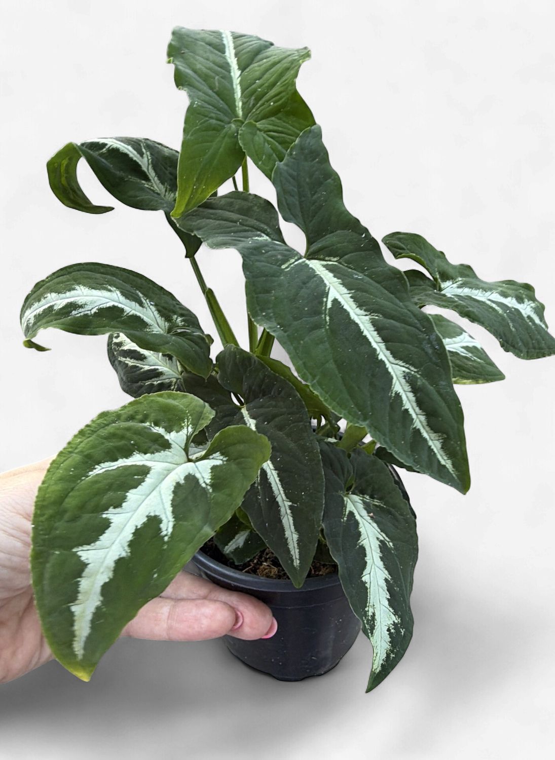 4" Syngonium Wendlandii