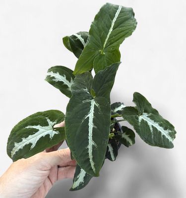 4" Syngonium Wendlandii