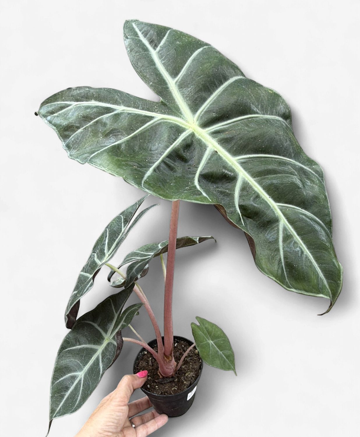 4" Alocasia Morocco (Pink Dragon)