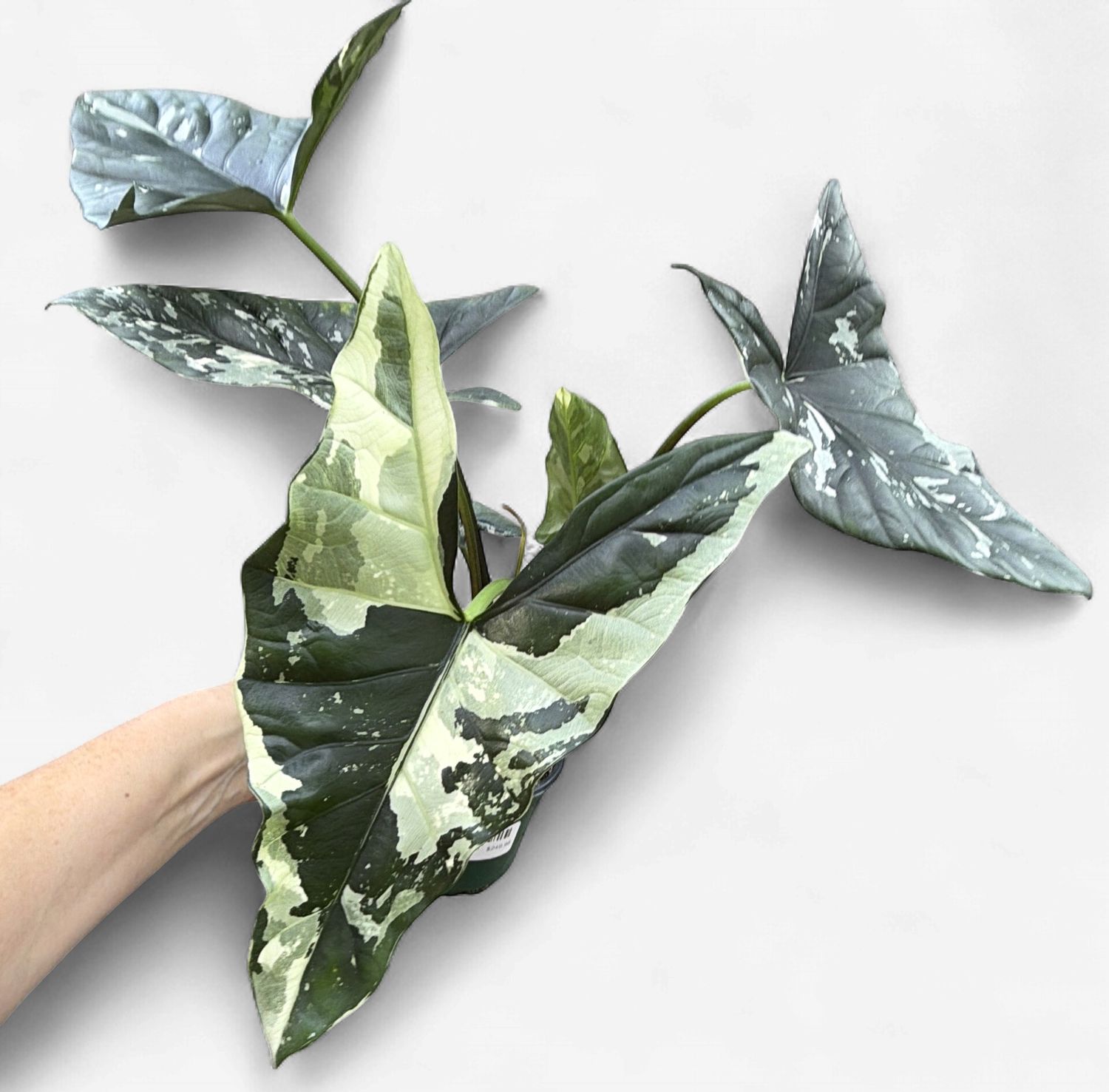 4" Alocasia Simpo Variegated
