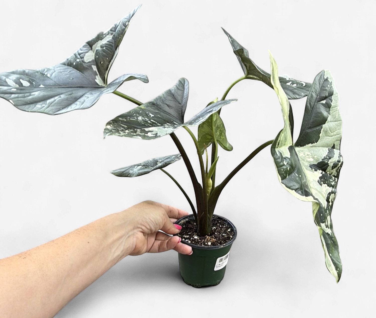 4" Alocasia Simpo Variegated
