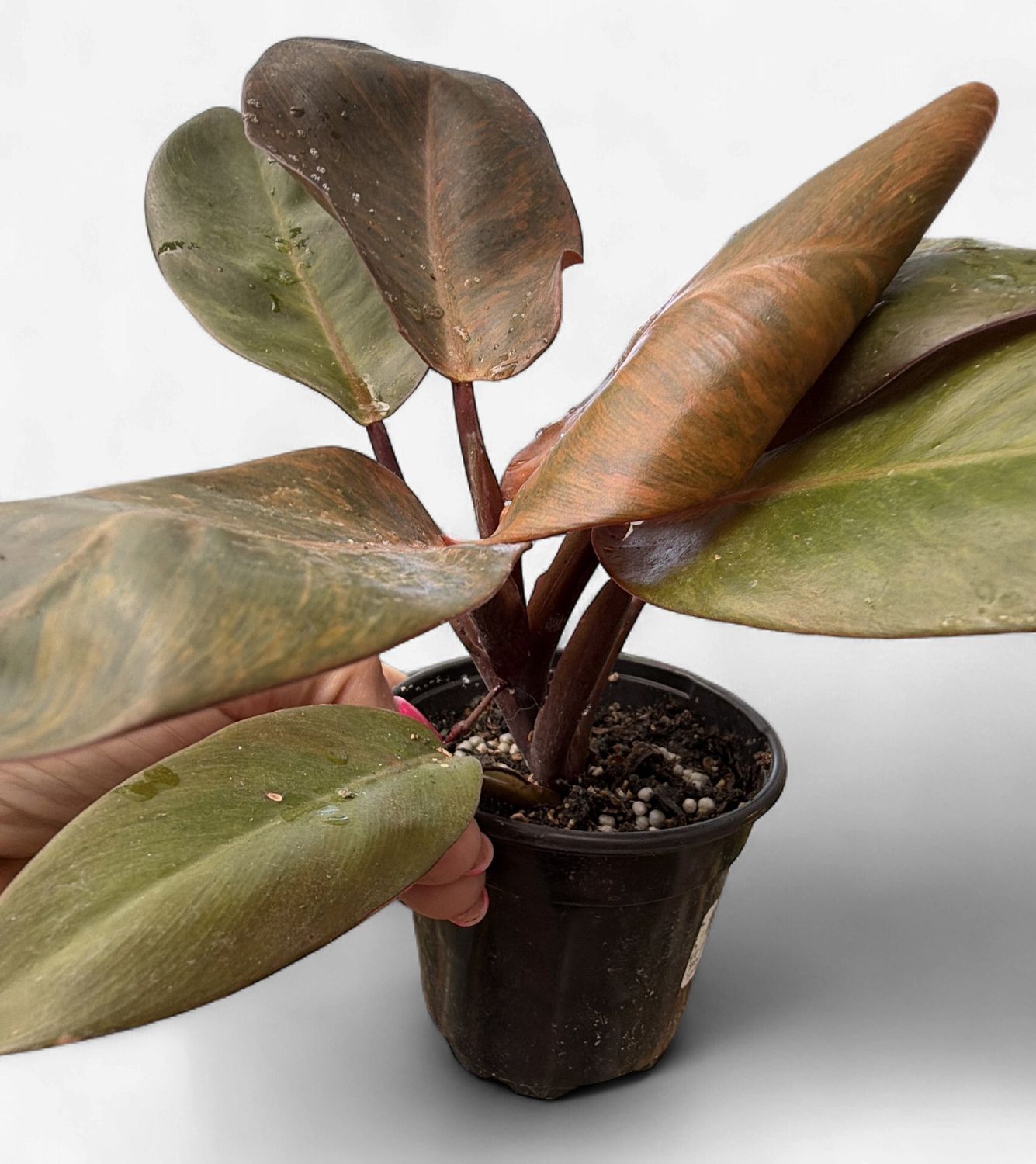 4" Philodendron Black Cardinal Variegated (Top Red)