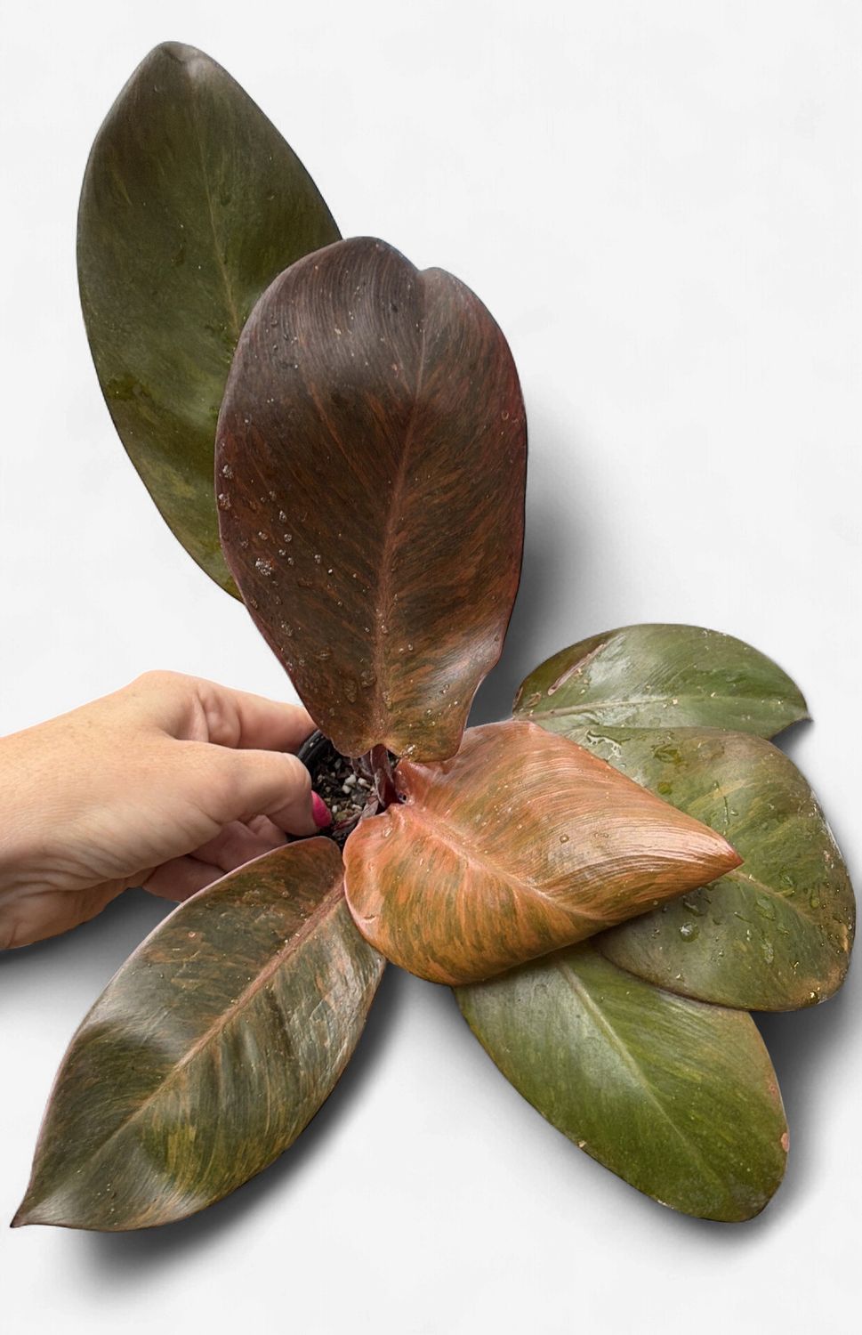4" Philodendron Black Cardinal Variegated (Top Red)