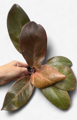 4" Philodendron Black Cardinal Variegated (Top Red)