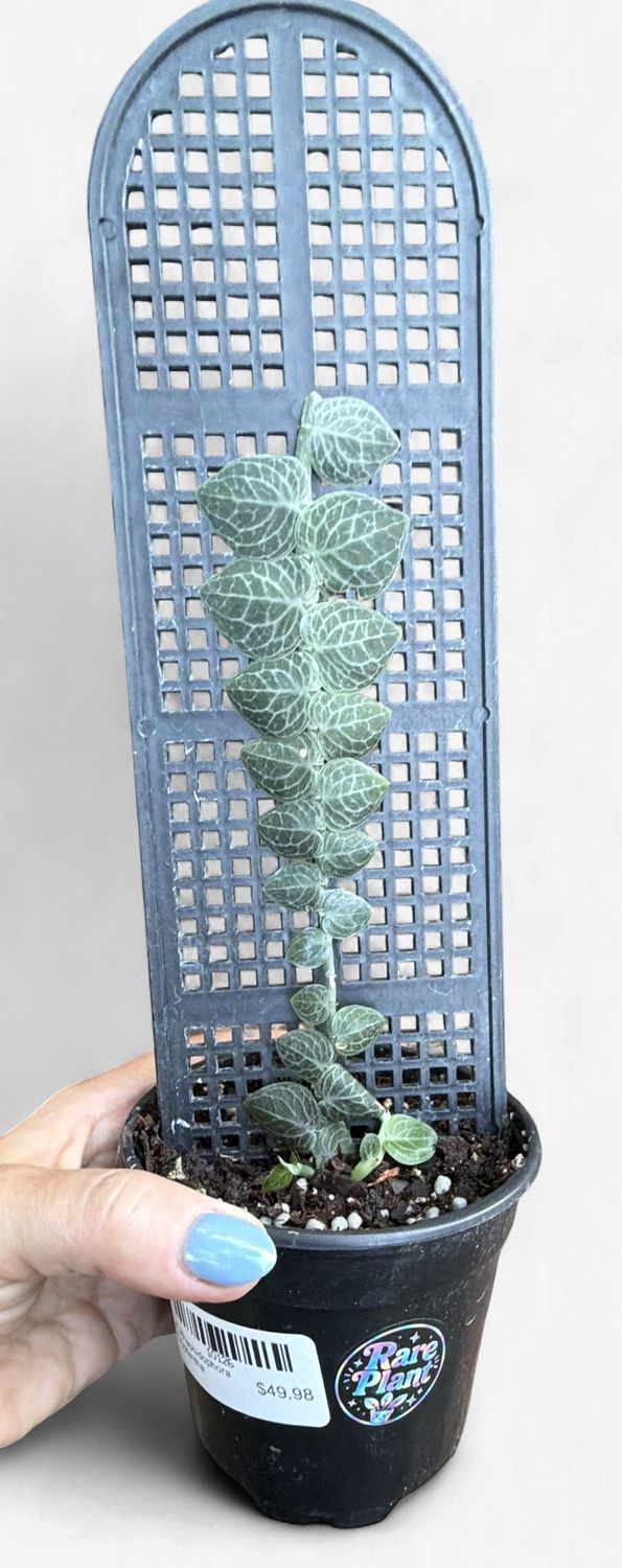 4" Rhaphidophora Cryptantha