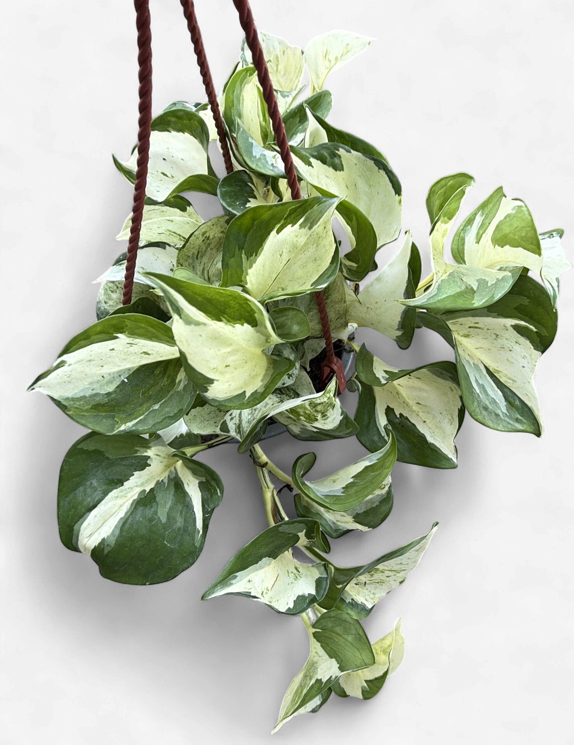 6" Pothos Manjula Hanging Basket (Happy Leaf)