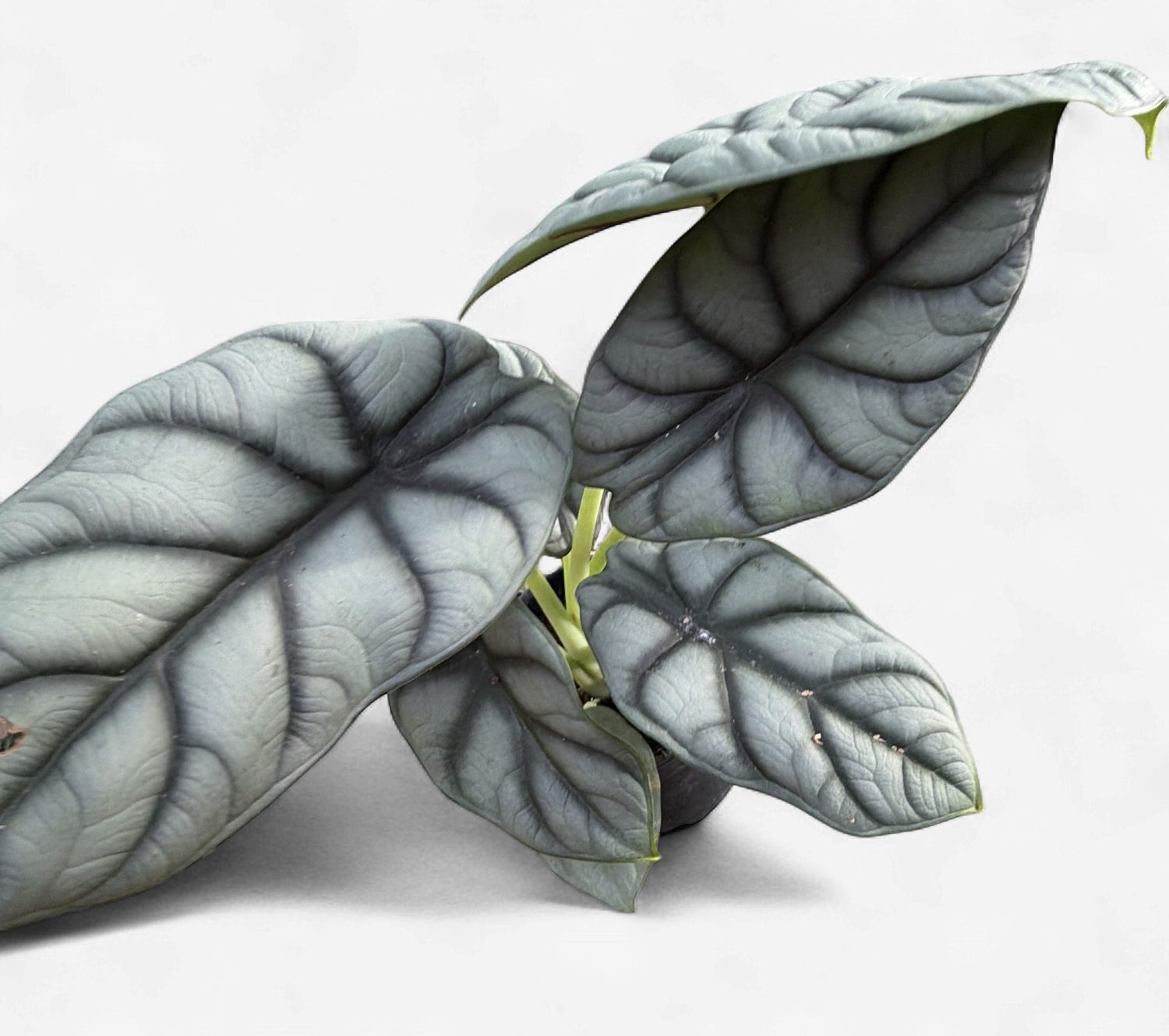 4" Alocasia Silver Dragon
