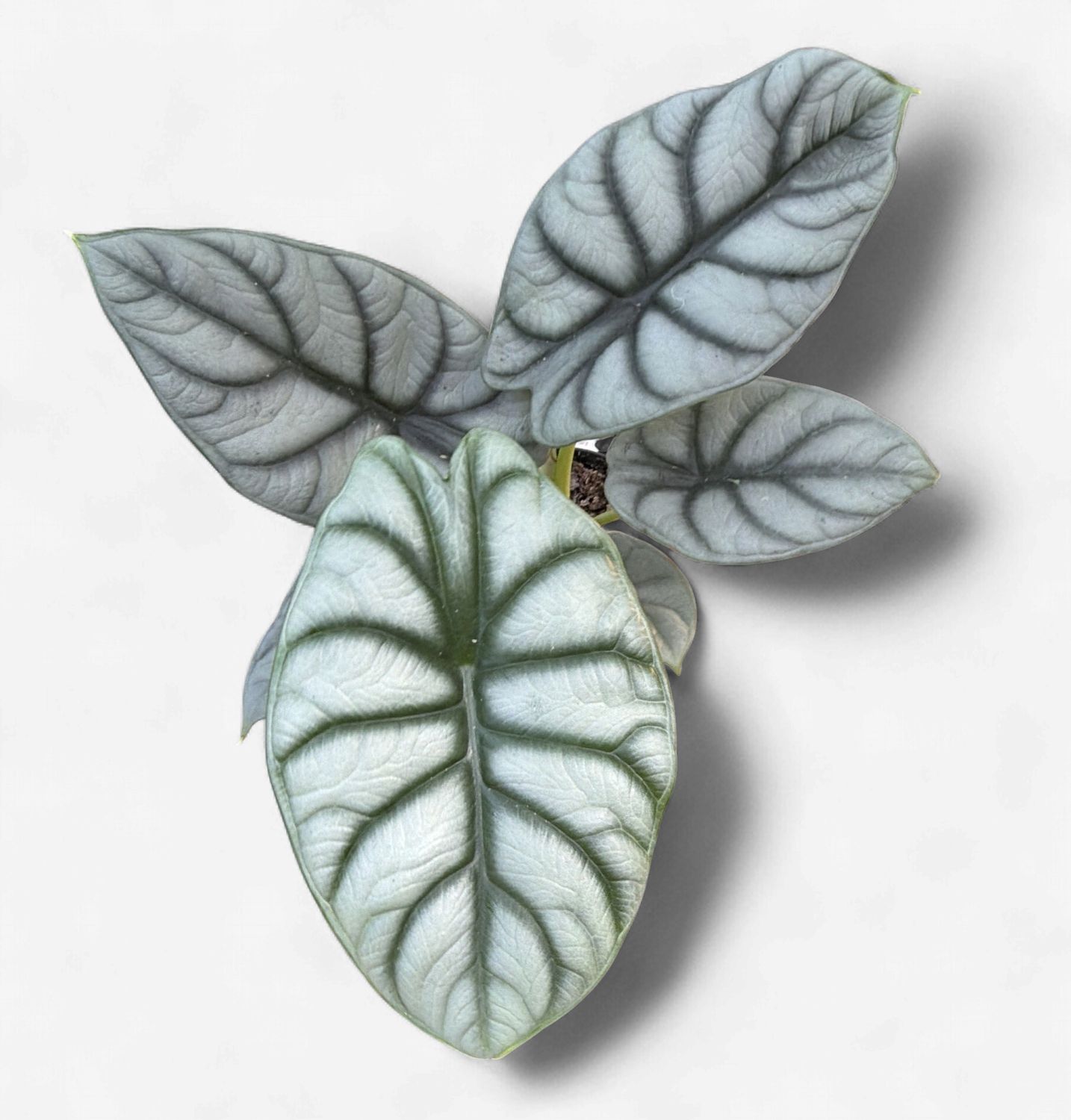 4" Alocasia Silver Dragon