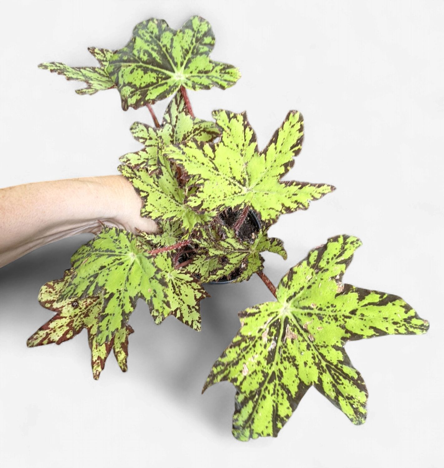 4" Begonia Geometry