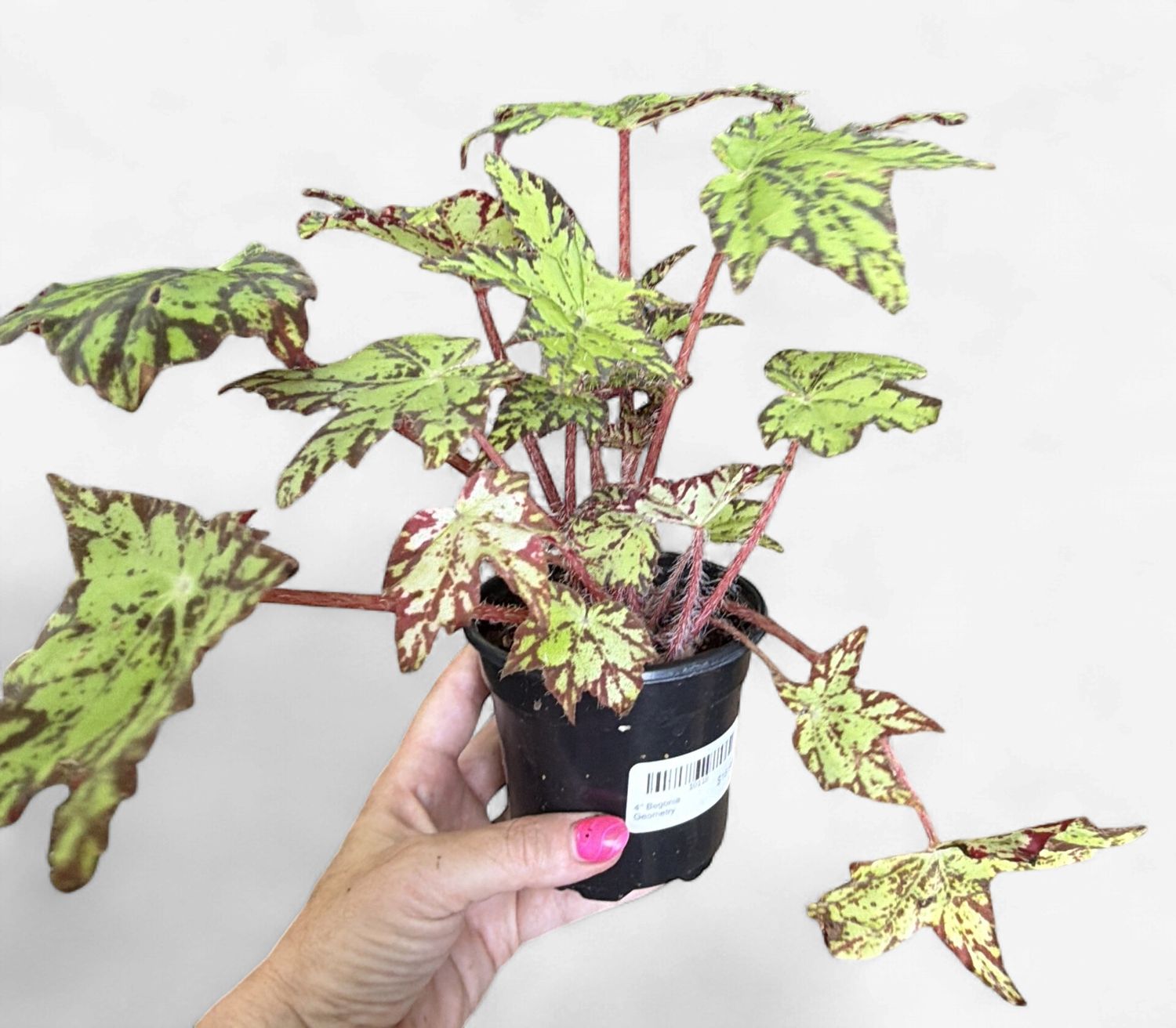 4" Begonia Geometry