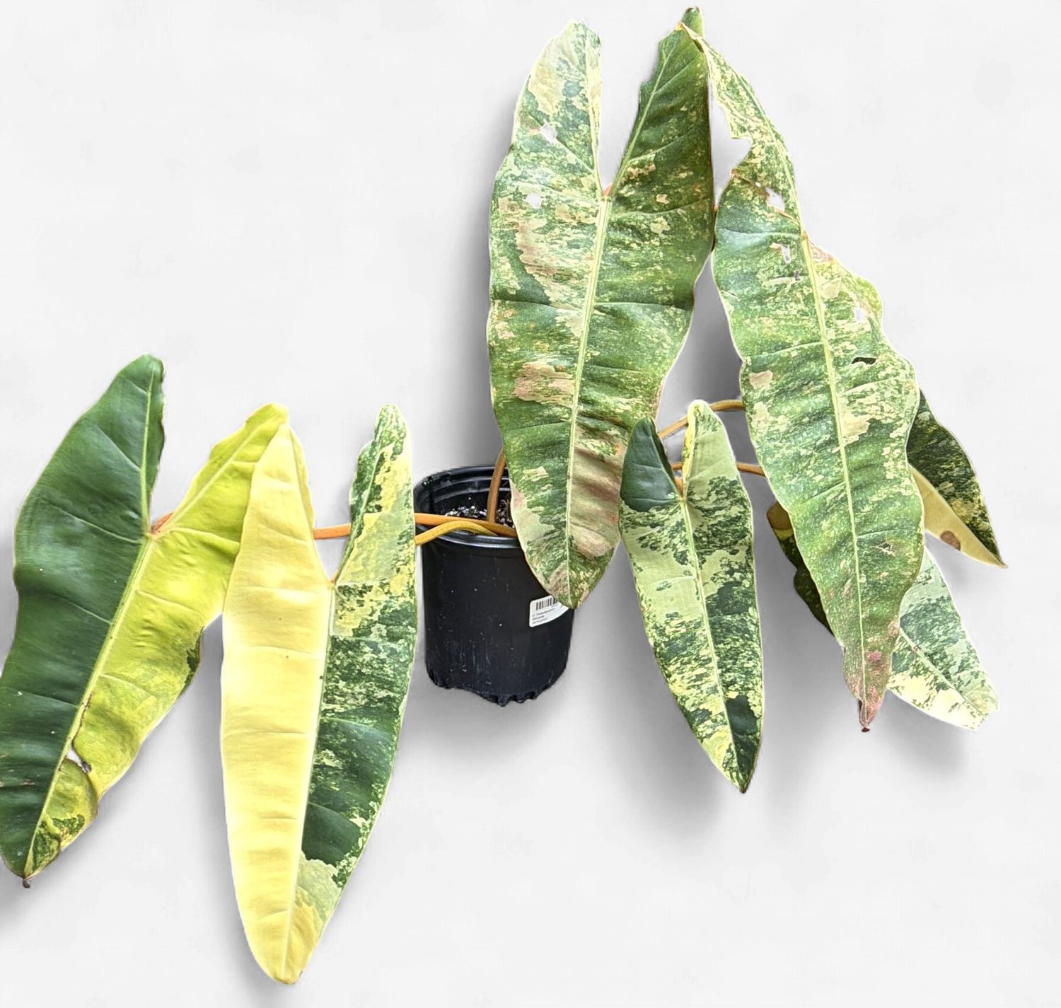 6" Philodendron Billietiae Variegated