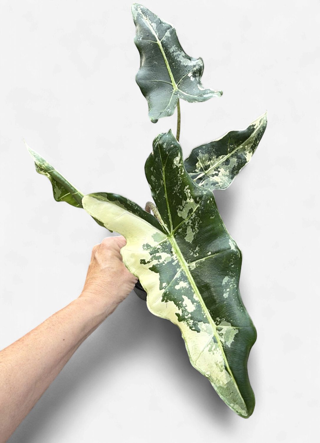 4" Alocasia Sarian Albo Variegated