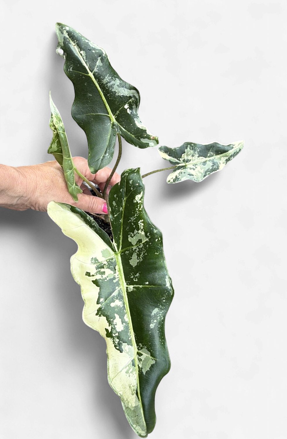 4" Alocasia Sarian Albo Variegated