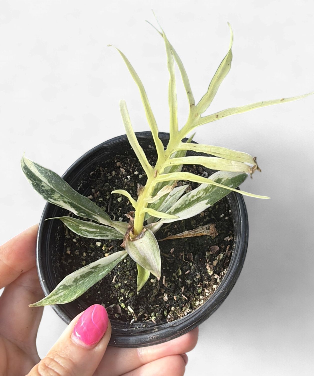 4" Philodendron Tortum Variegated