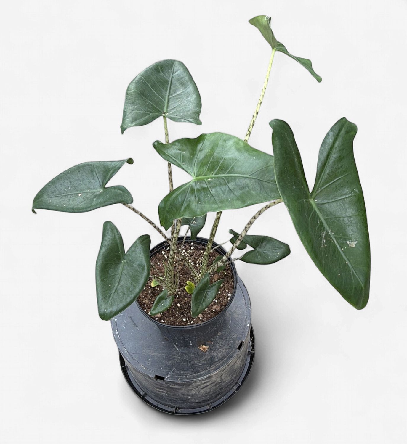 8" Alocasia Zebrina