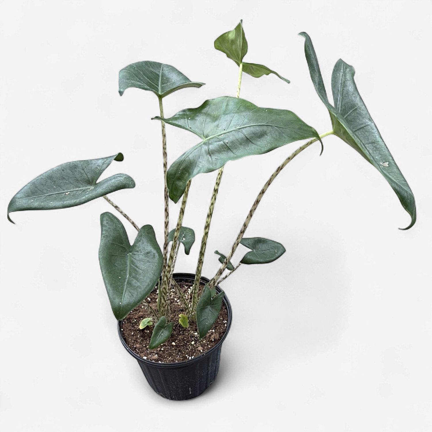 8" Alocasia Zebrina
