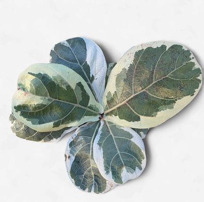 4" Ficus Lyrata Variegated (Fiddle Leaf Fig)