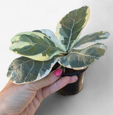 4" Ficus Lyrata Variegated (Fiddle Leaf Fig)
