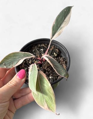 4" Philodendron Pink Mutation