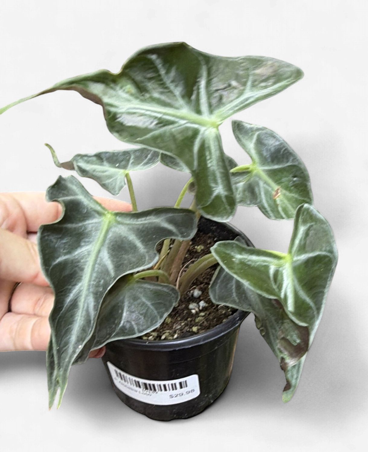4" Alocasia Loco